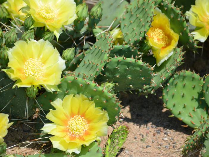 Prickly Pear Cactus