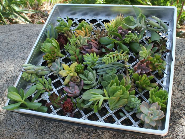 Propagating Succulent Plants