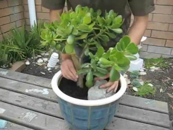 Repot Large Jade Plant