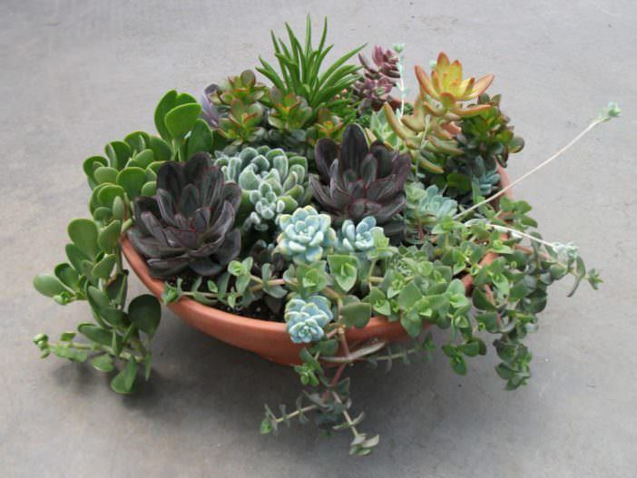 Succulents - The Perfect Plant for Forgetful Gardeners
