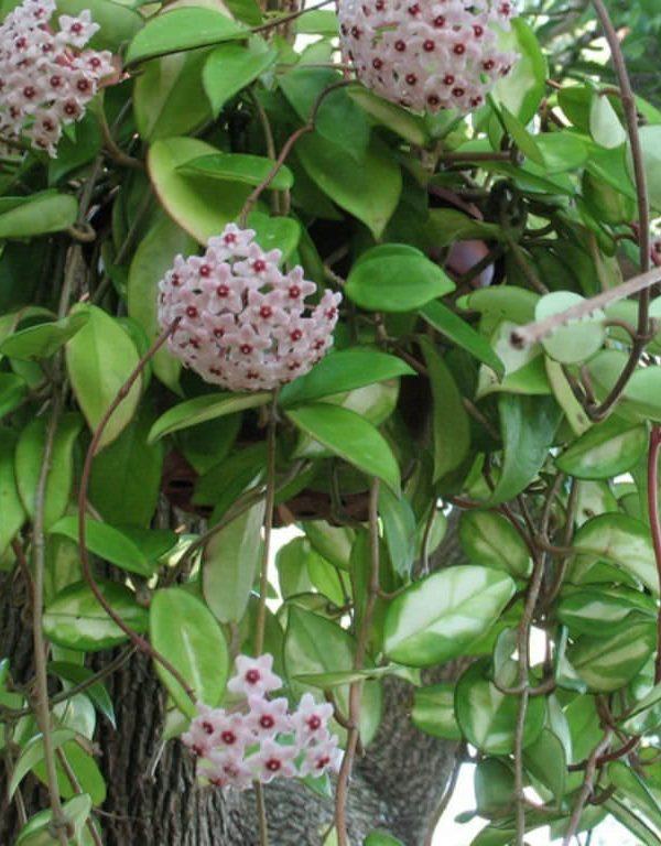 Hoya carnosa (Balmumu Bitkisi) Sukulent