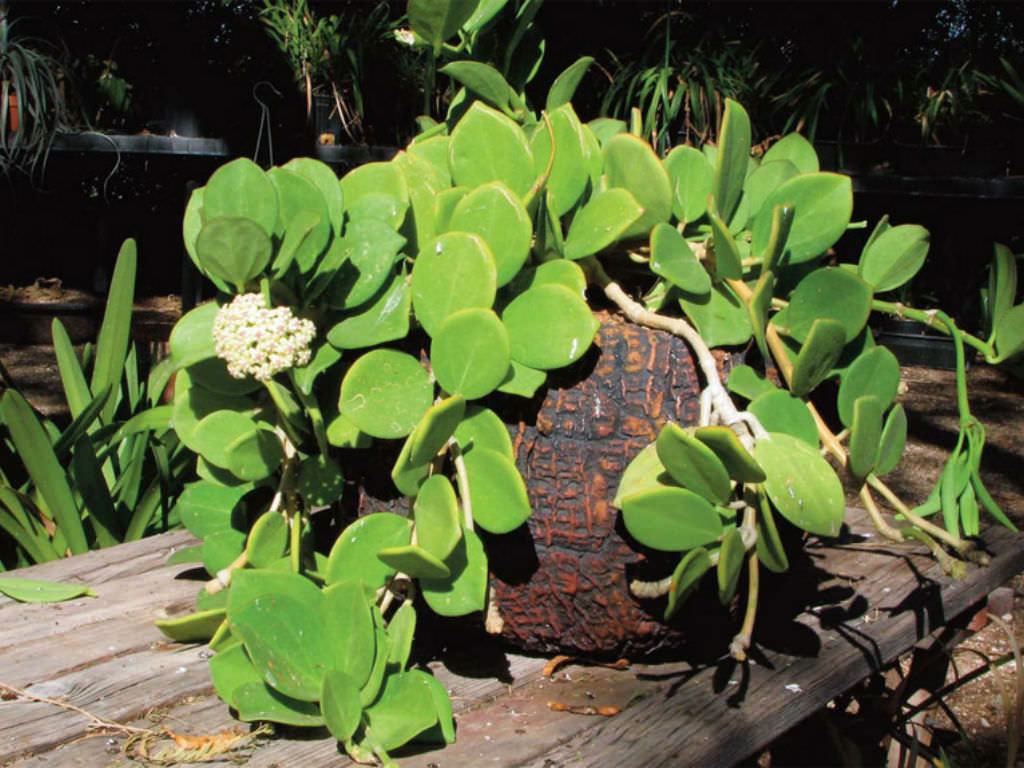 Hoya pachyclada (Balmumu Bitkisi) Sukulent