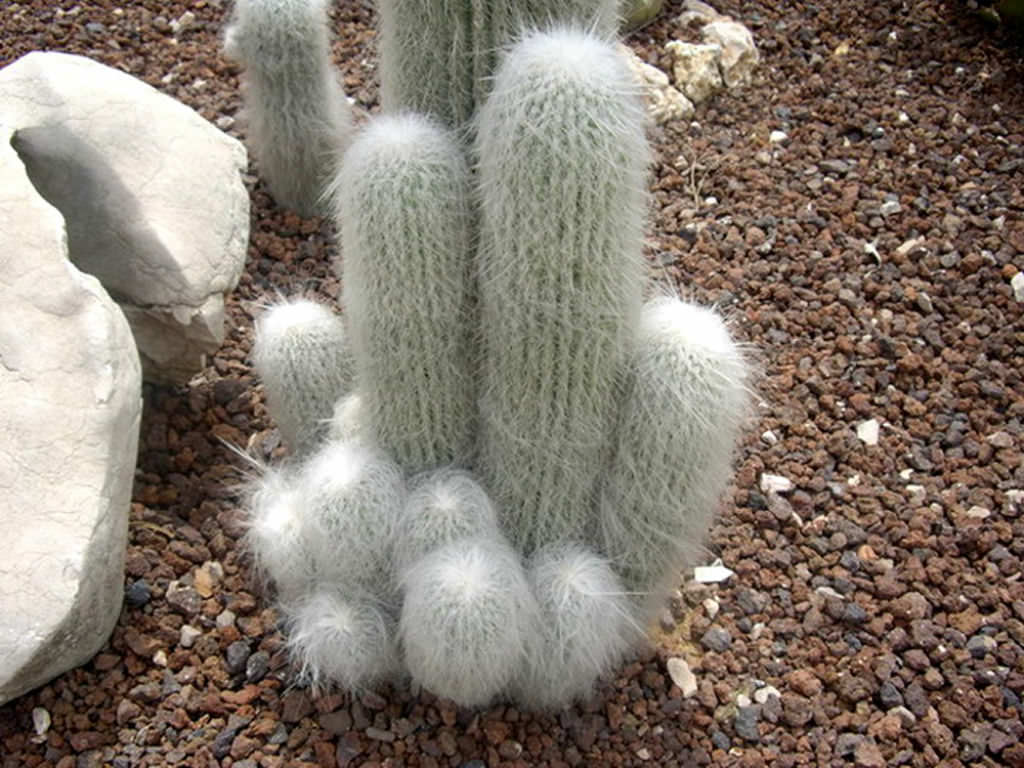 Yal Bir Kakts (Cephalocereus senilis) Sukulent Nasl Byr ve Bakm -  Trkiye nin Sukulent ve Kakts Marketi!