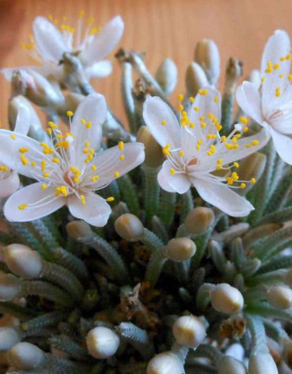 Avonia quinaria subsp. alstonii Sukulent
