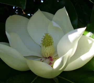 Magnolia grandiflora (Güney Manolya)