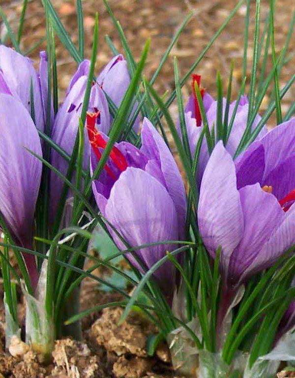 Çiğdem sativus (Safran Çiğdem)