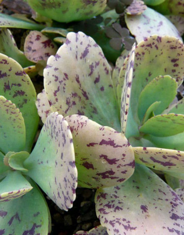 Kalanchoe marmorata (Penwiper Plant) Sukulent