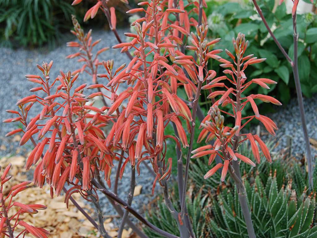 Aloe aristata (Dantel Aloe) - Trkiye nin Sukulent ve Kakts Marketi!