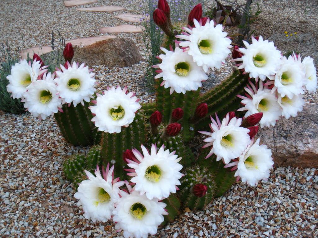 Echinopsis parlak beyaz (Arjantin Devi) Sukulent