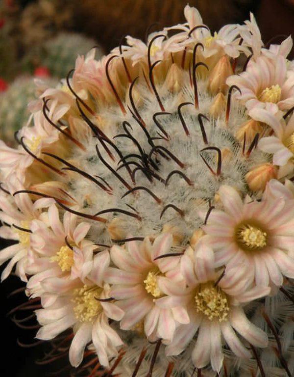 Mammillaria perezdelarosae Sukulent