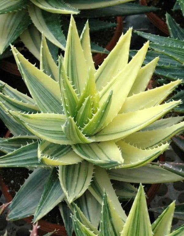 Aloe perfoliata f. variegata (Alacalı Gönye Aloe) Sukulent