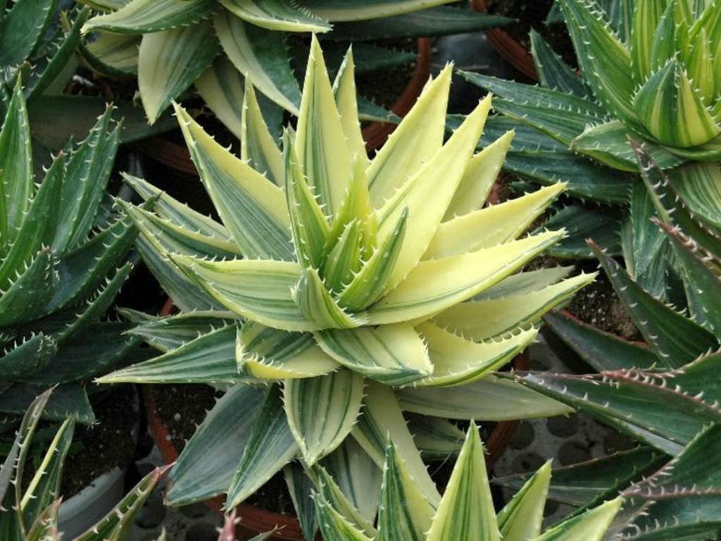 Aloe perfoliata f. variegata (Alacalı Gönye Aloe) Sukulent