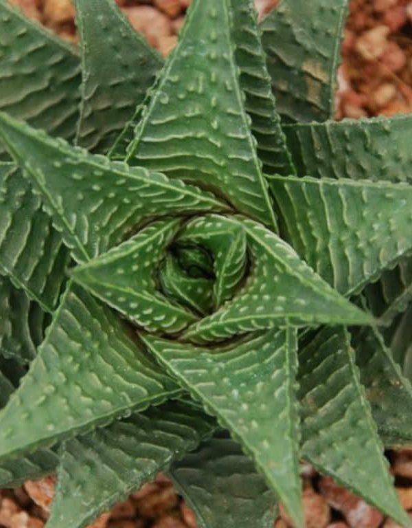 Haworthiopsis limifolia (Peri Yıkama Tahtası) Etli