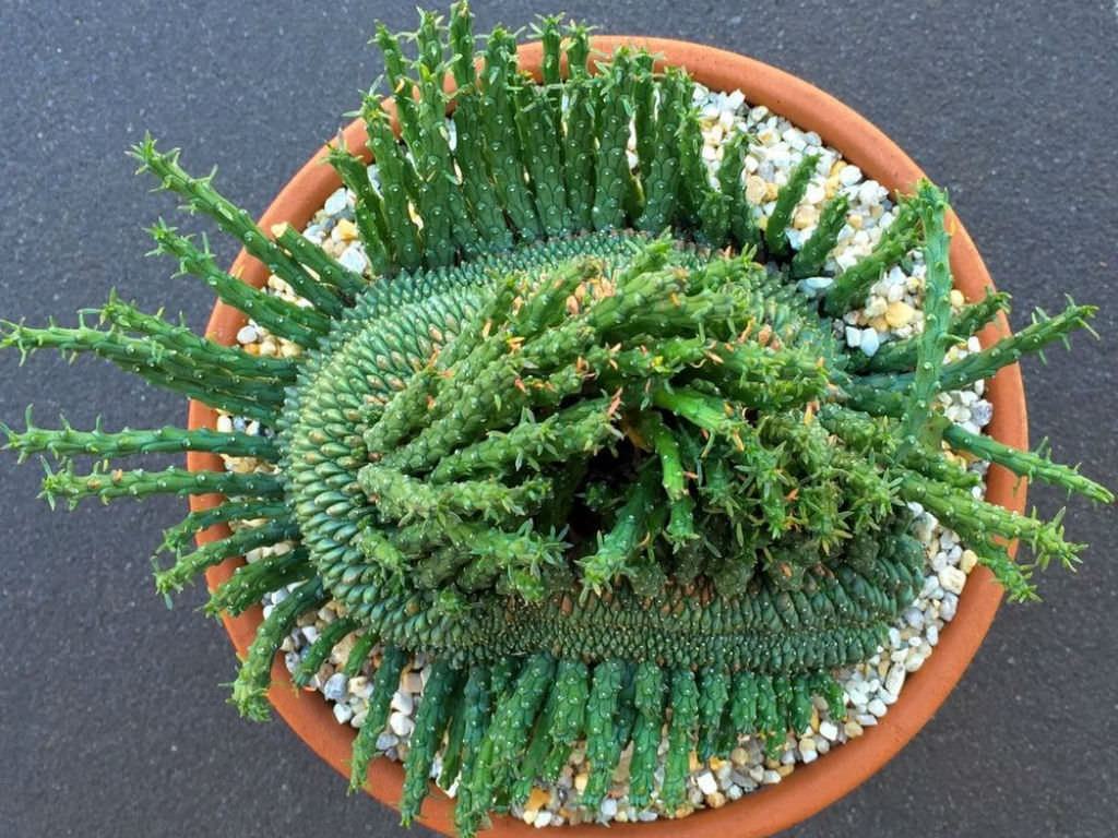 Euphorbia flanaganii f. cristata (Yeşil Mercan) Sulu