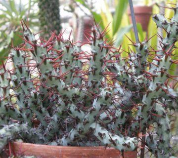 Euphorbia aeruginosa (Minyatür Saguaro) Sukulent