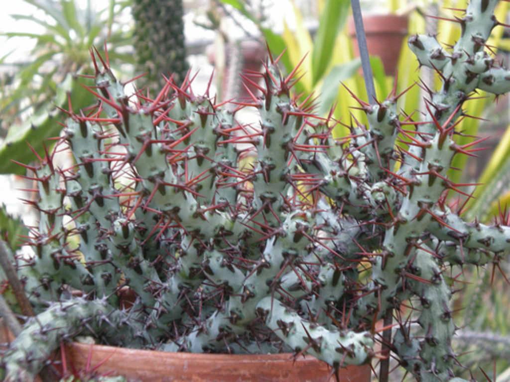 Euphorbia aeruginosa (Minyatür Saguaro) Sukulent