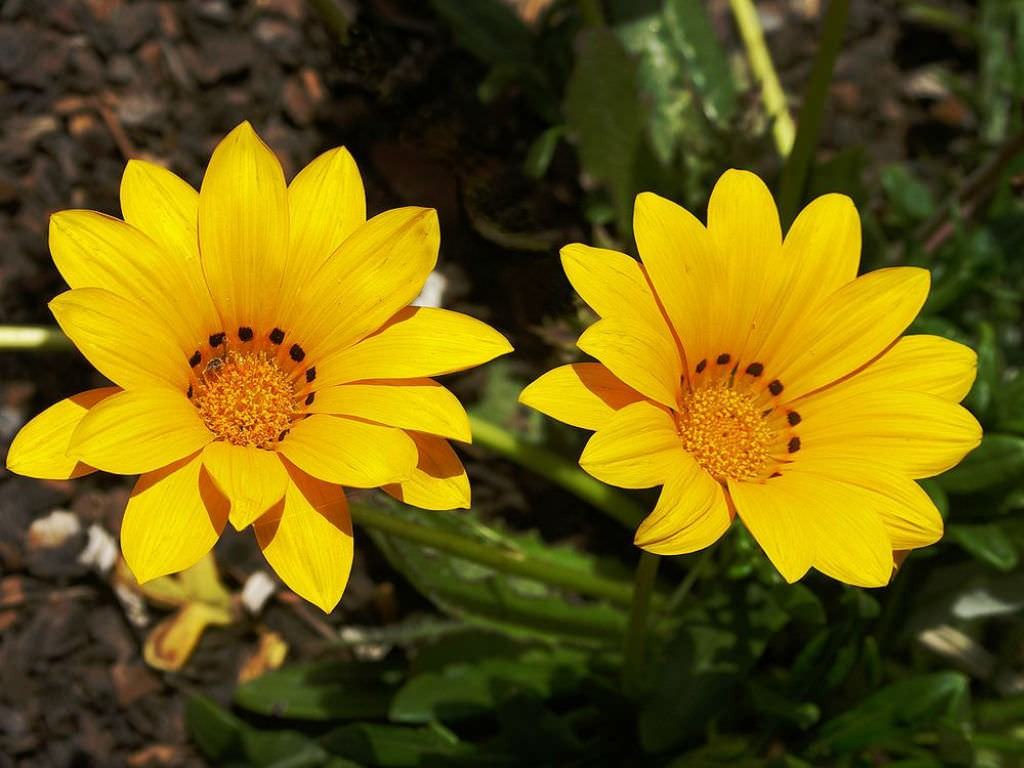 Gazania rigens (Hazine Çiçeği)