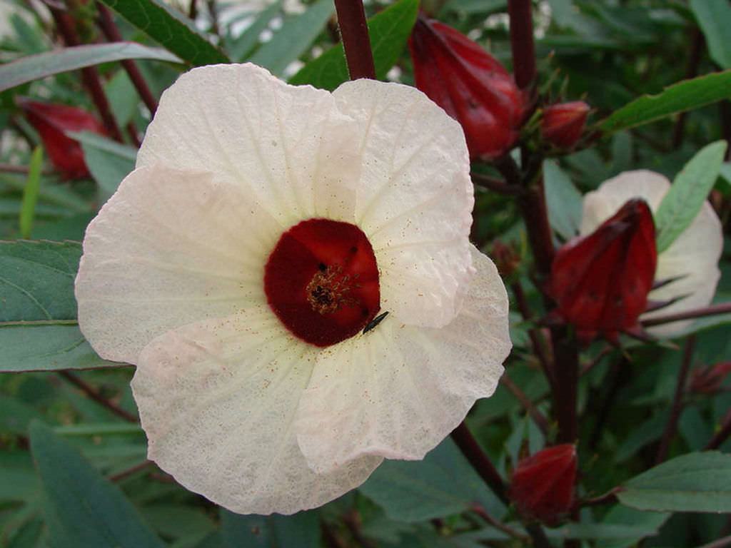 Hibiscus sabdariffa (Roselle)
