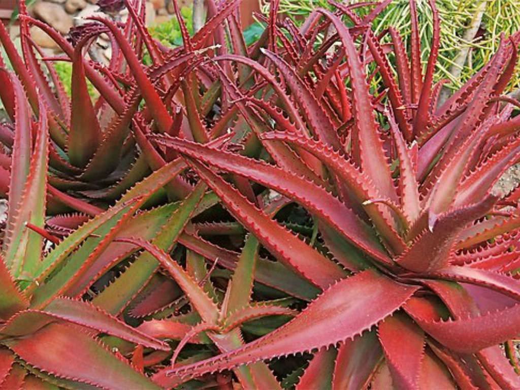 Aloe cameronii (Kırmızı Aloe) Sukulent