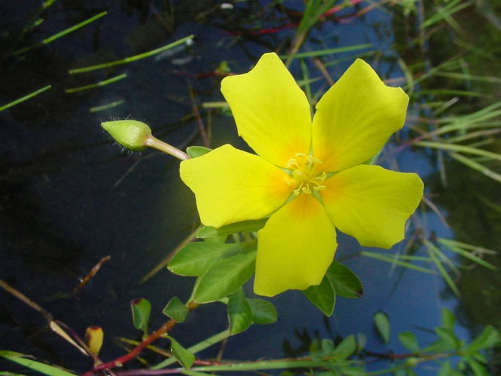 Ludwigia peploides (Yüzen Çuha çiçeği-söğüt)
