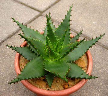 Aloe broomii (Yılan Aloe) Sukulent