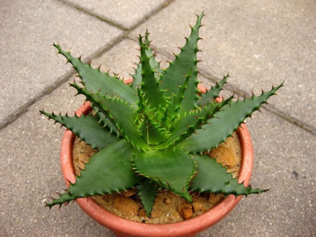 Aloe broomii (Yılan Aloe) Sukulent