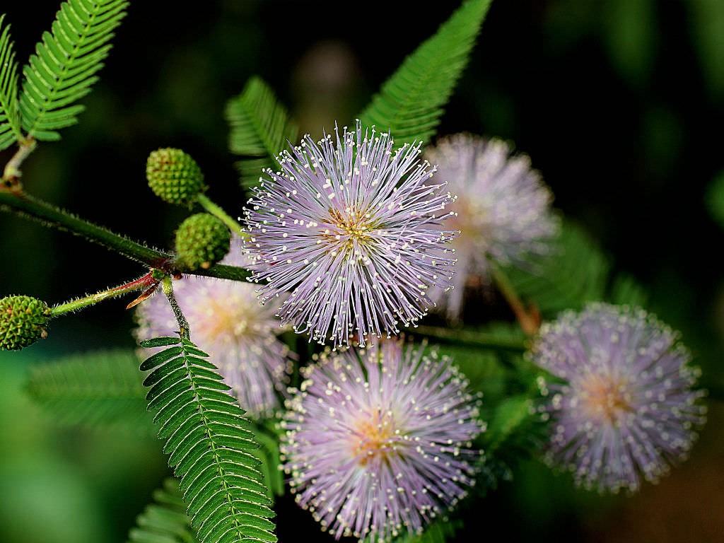 Mimosa pudica (Hassas Bitki)