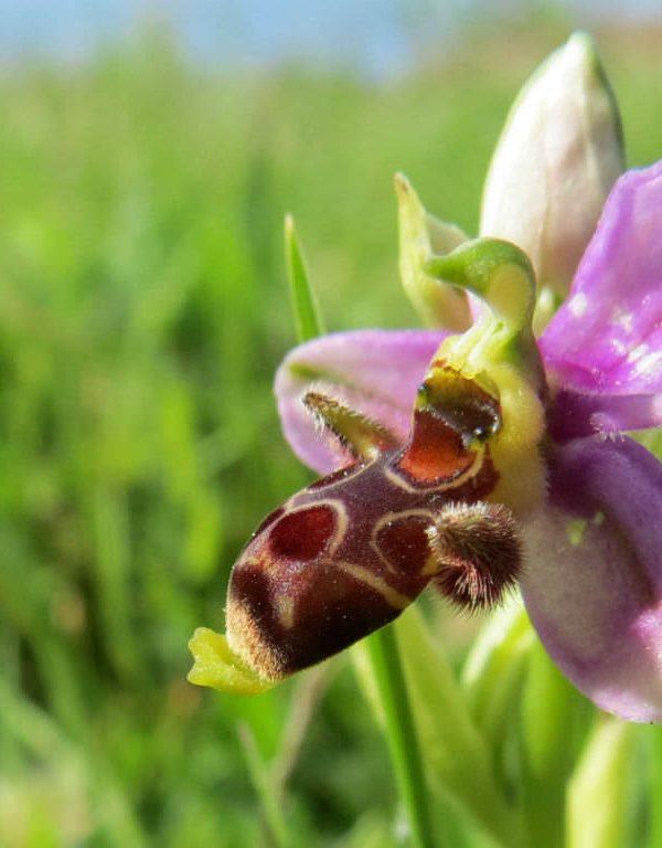 Ophrys scolopax (Woodcock Arı-orkide)
