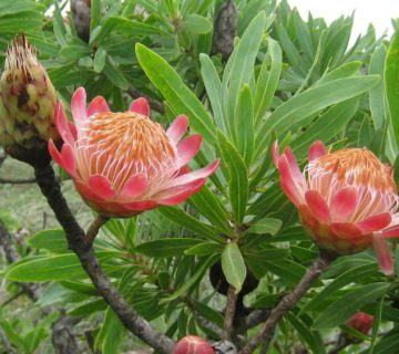 Protea caffra (Şeker Çalı)