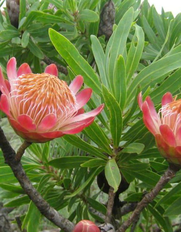Protea caffra (Şeker Çalı)
