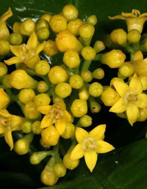 Psychotria capensis (Kara Kuş Meyvesi)