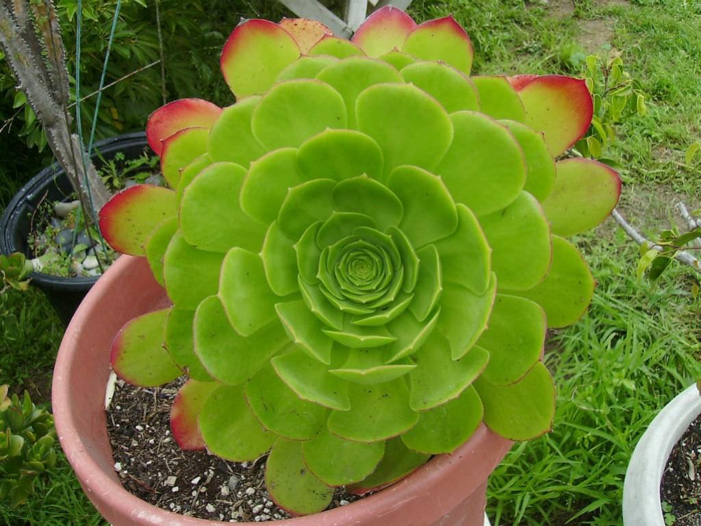 Aeonium urbicum (Saucer Plant) Sukulent