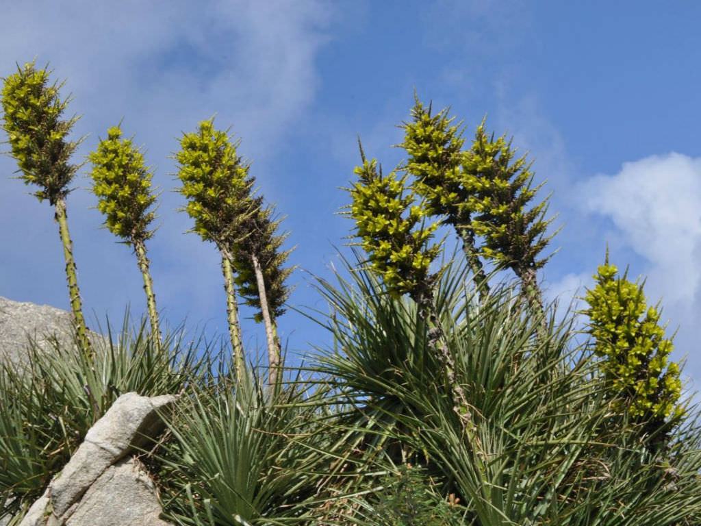 Puya chilensis (Koyun Yeme Bitki)