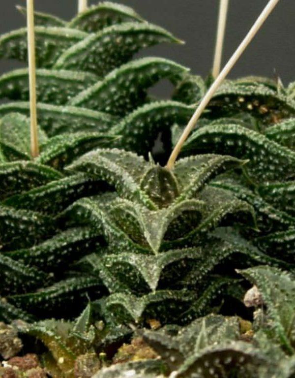 Haworthiopsis nigra (Kara Haworthia) Sukulent