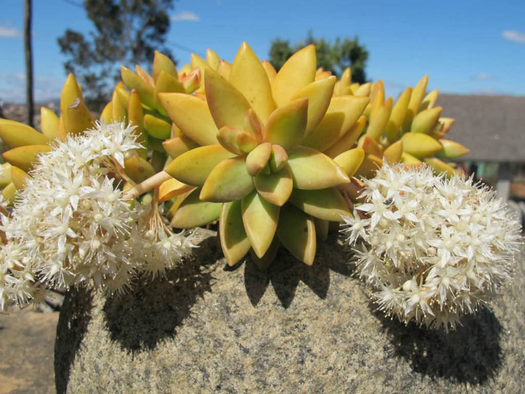 Sedum nussbaumerianum (Coppertone Stonecrop)