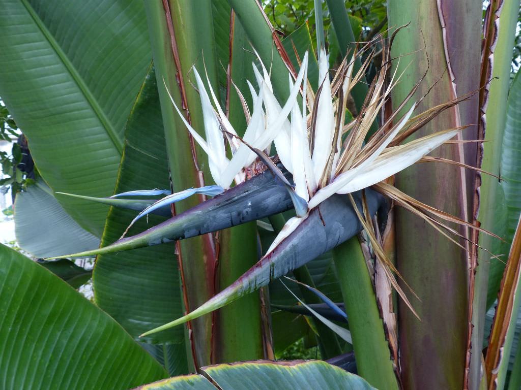 alocasia gageana aurea variegata care 4
