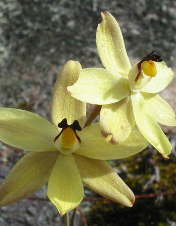 Thelymitra antennifera (Tavşan Kulaklı Güneş Orkidesi)