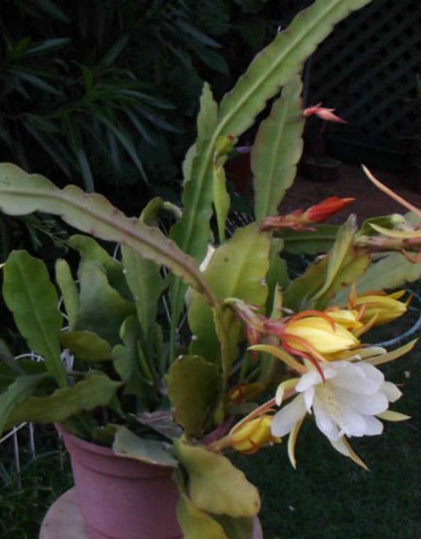 Epiphyllum yıkanmış (Orkide Kaktüs) Sukulent