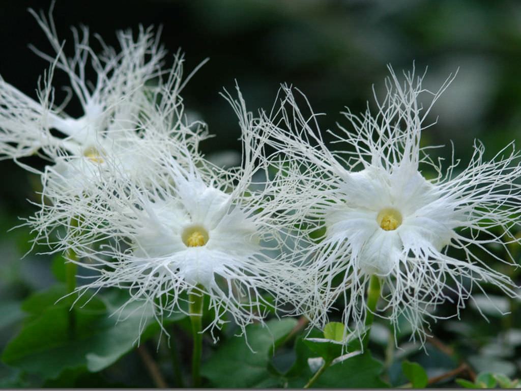 Trichosanthes kirilowii (Çin Yılan Kabağı)