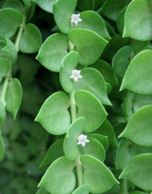 Dischidia ruscifolia (Milyon Kalp) Sukulent