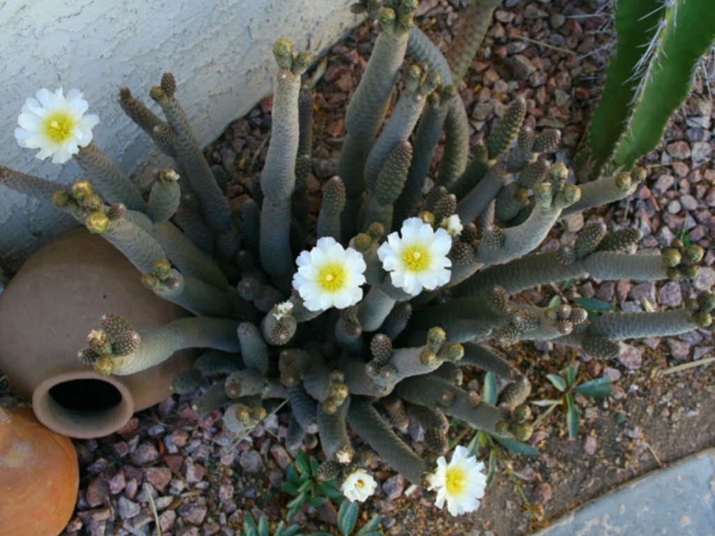 Tephrocactus mafsall (am Kozala Kakts) Sukulent - Trkiye nin  Sukulent ve Kakts Marketi!