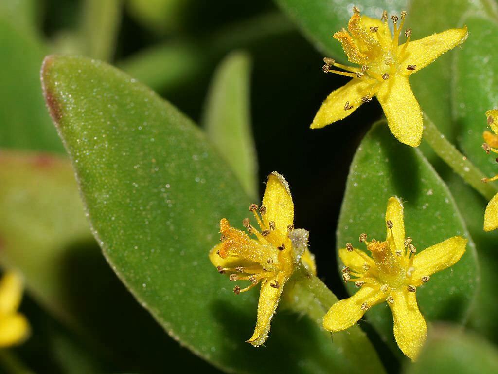 Tetragonia implexicoma (Bower Ispanak)