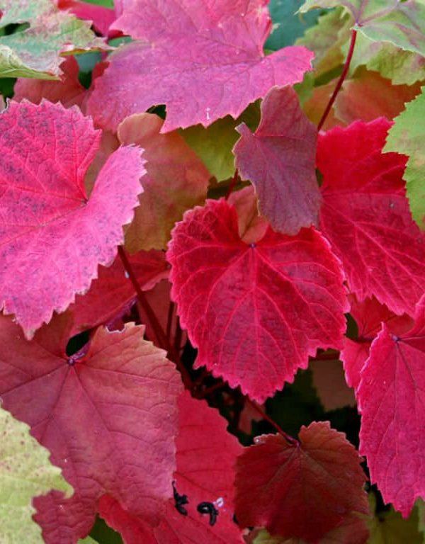 Vitis coignetiae (Crimson Glory Vine)