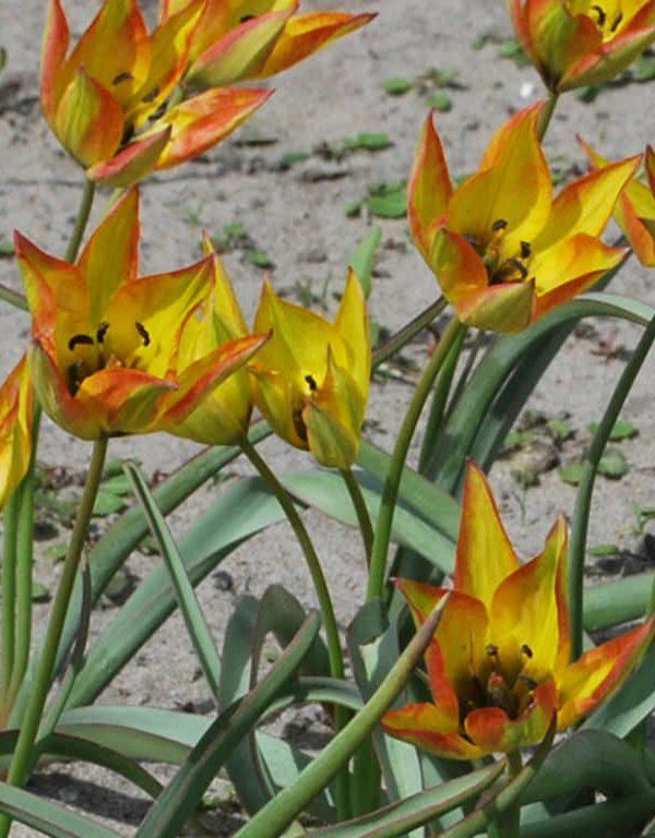 Tulipa orphanidea 'Flava'