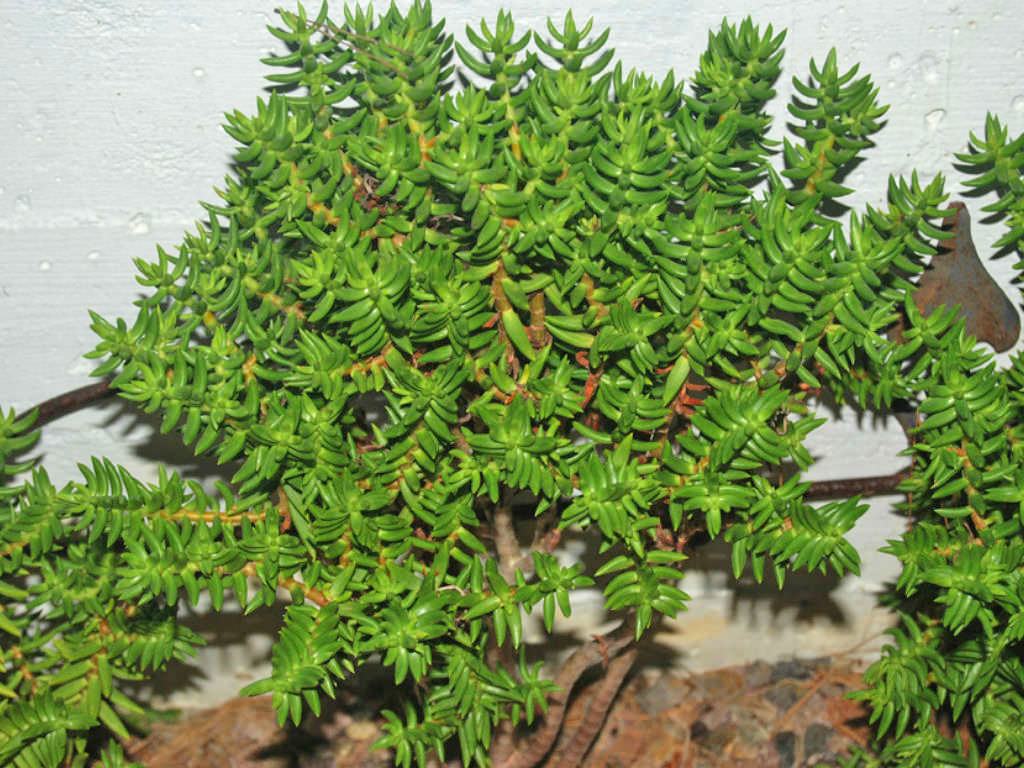 Crassula tetragona (Minyatür Çam Ağacı) Sukulent