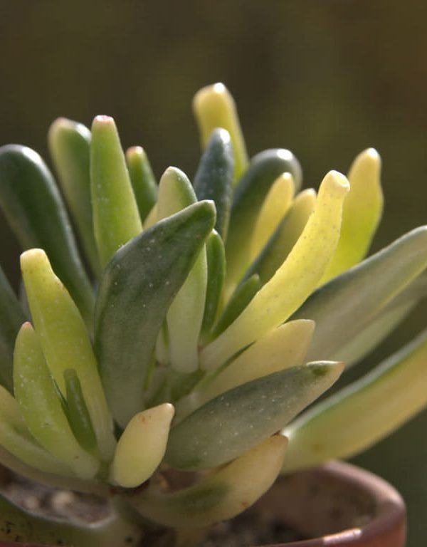Crassula ovata 'Gollum' f. alacalı (Alacalı Gollum Jade) Etli