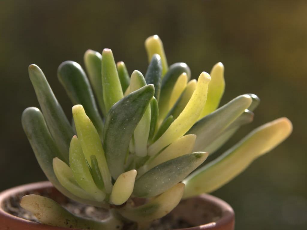 Crassula ovata 'Gollum' f. alacalı (Alacalı Gollum Jade) Etli