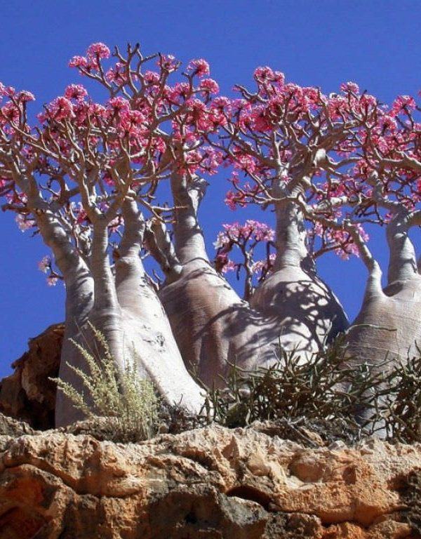 Adenium obesum subsp. socotranum (Socotran Çöl Gülü)