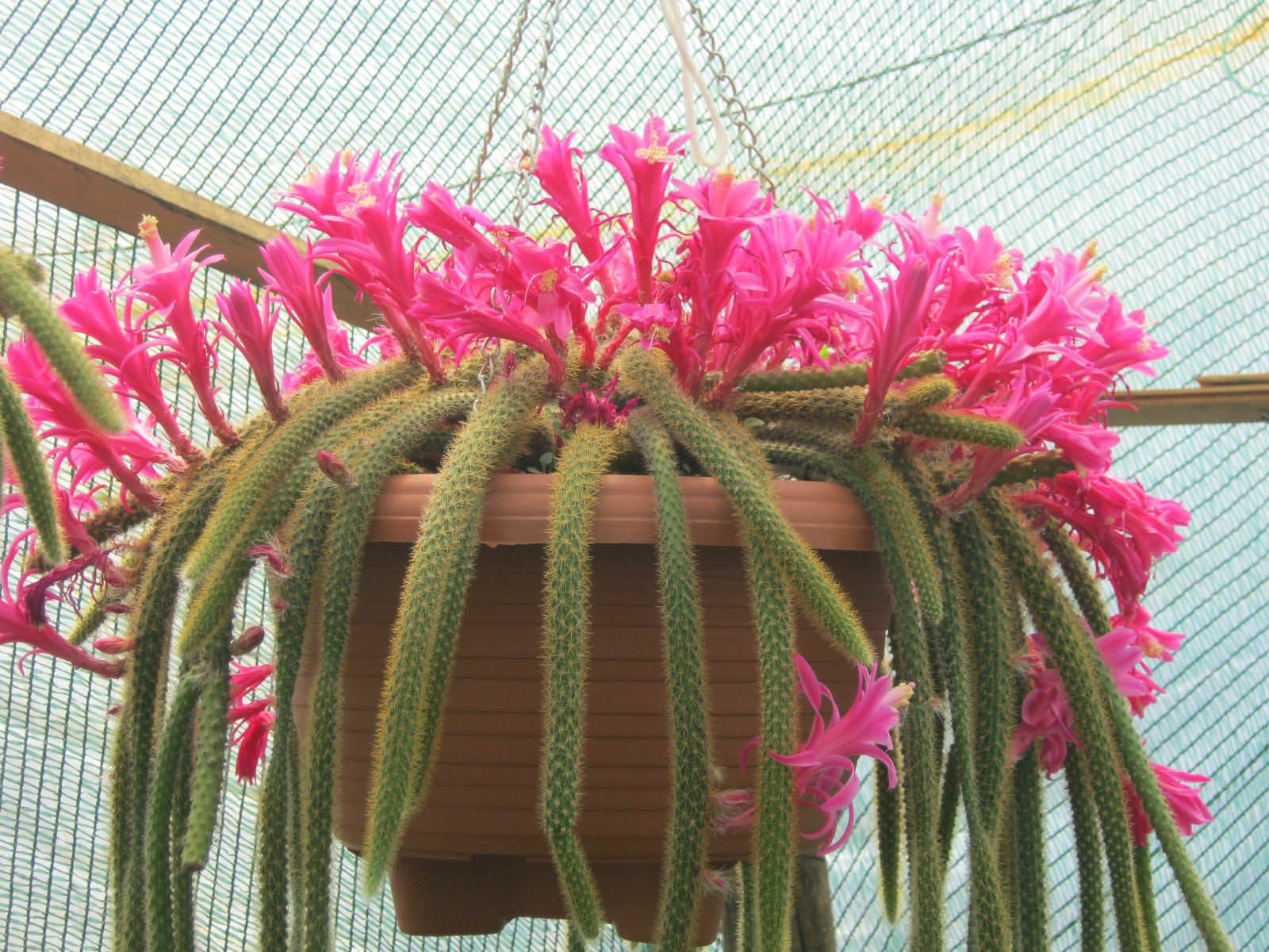 Disocactus flagelliformis (San Kuyruu Kakts) Etli - Trkiye nin  Sukulent ve Kakts Marketi!