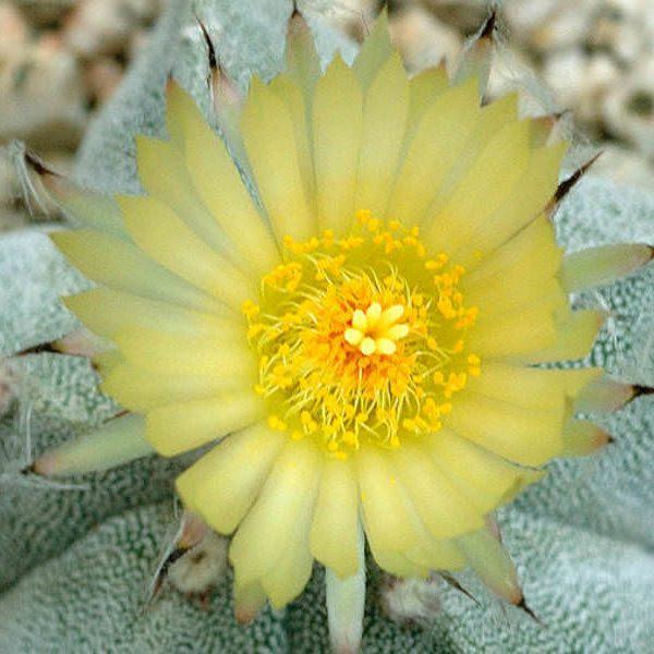 Astrophytum myriostigma (Bishop's Cap Cactus) Etli